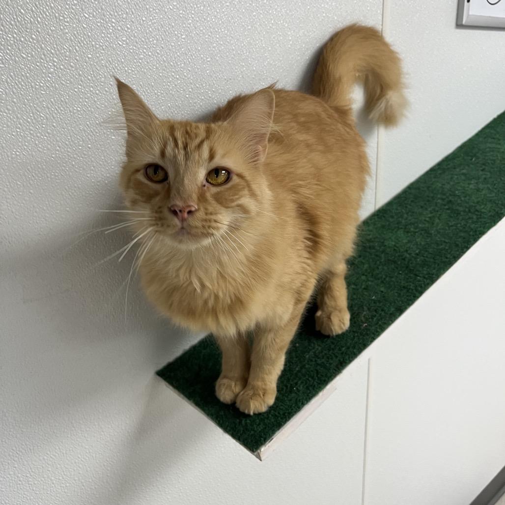 Enlarge Tarzan, a Adoptable Domestic Medium Hair in Uniontown, PA image 4/5