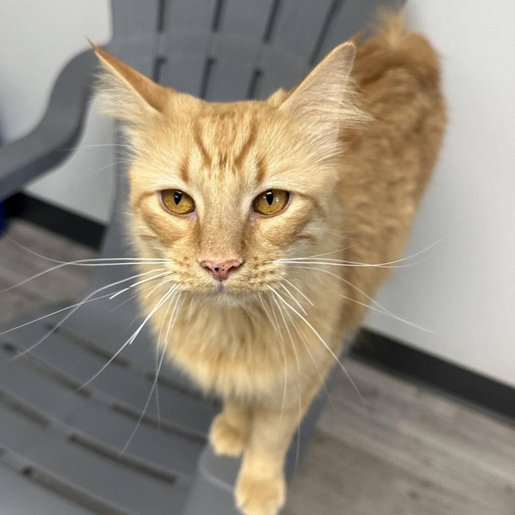 Enlarge Tarzan, a Adoptable Domestic Medium Hair in Uniontown, PA image 5/5