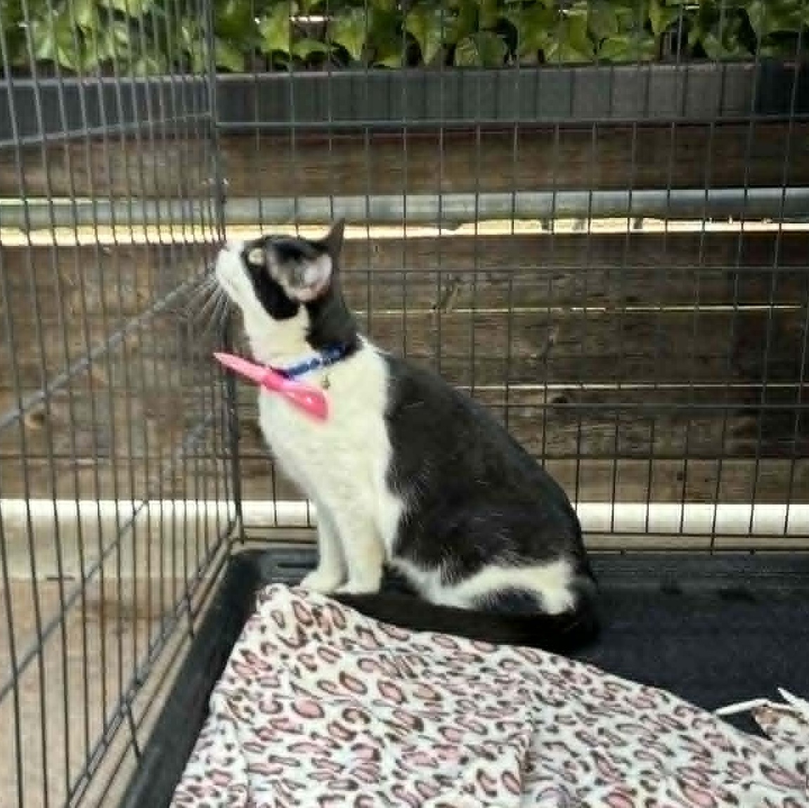 Dill, a ADOPTABLE mixed breed in Oklahoma City, OK image 4/6