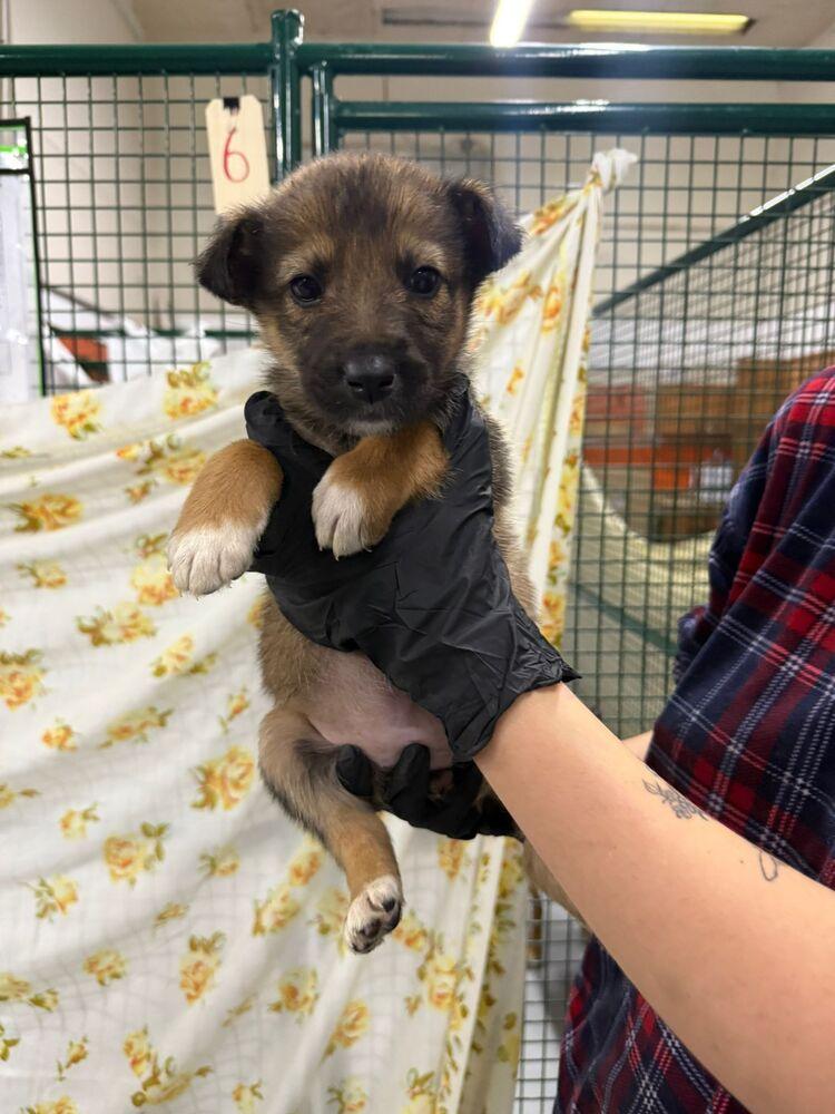Morel, Adoptable, Puppy Female Shepherd & Mixed Breed.
