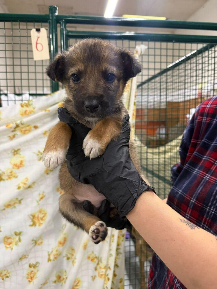 Enlarge Morel, a Adoptable mixed breed in Calgary, AB image 2/2