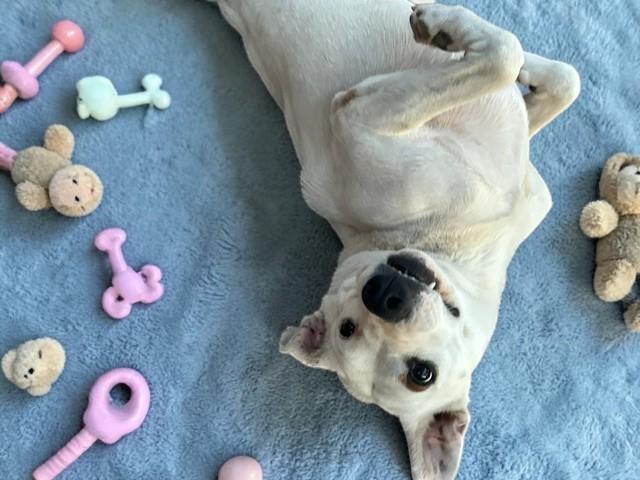 Enlarge Holly , a ADOPTABLE mixed breed in Hillsboro, OR image 5/6