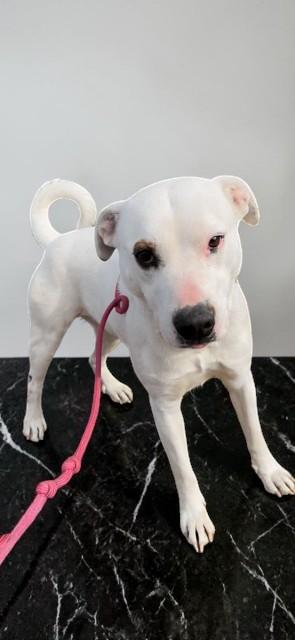Enlarge Holly , a ADOPTABLE mixed breed in Hillsboro, OR image 2/6