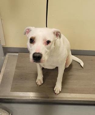 Holly , ADOPTABLE, Adult Female Labrador Retriever & Pit Bull Terrier.