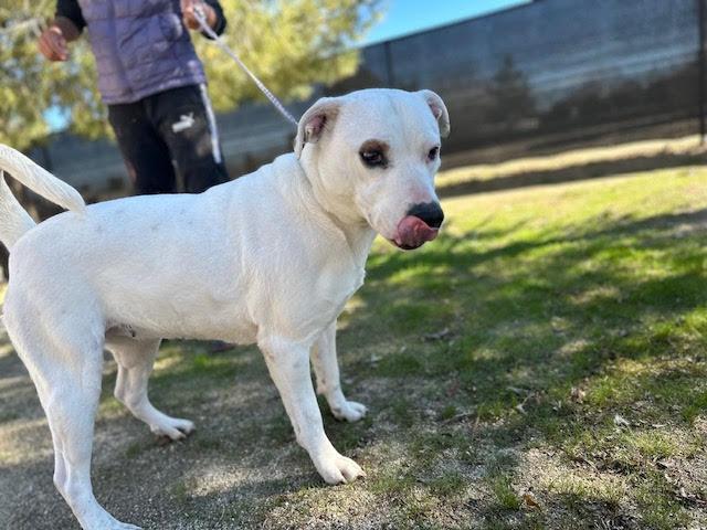 Enlarge Holly , a ADOPTABLE mixed breed in Hillsboro, OR image 4/6