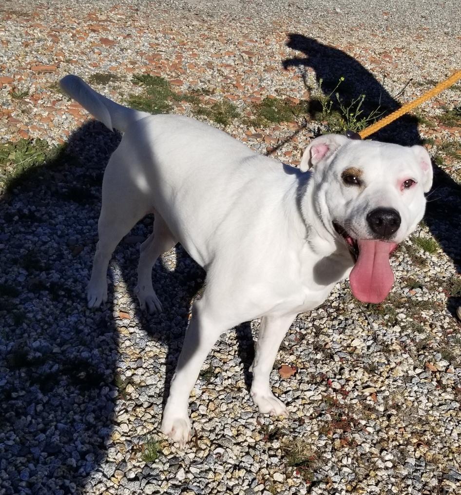 Enlarge Holly , a ADOPTABLE mixed breed in Hillsboro, OR image 6/6
