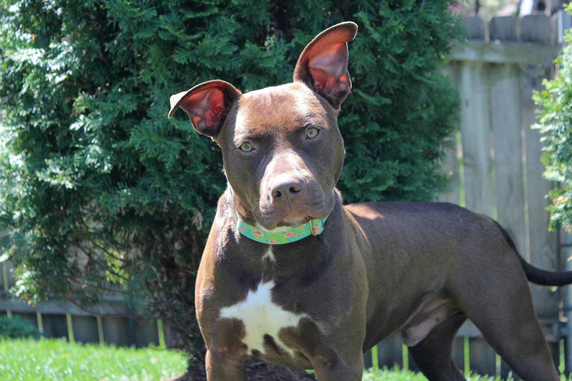 Zephyr, an adoptable Terrier in Sioux Falls, SD, 57101 | Photo Image 3