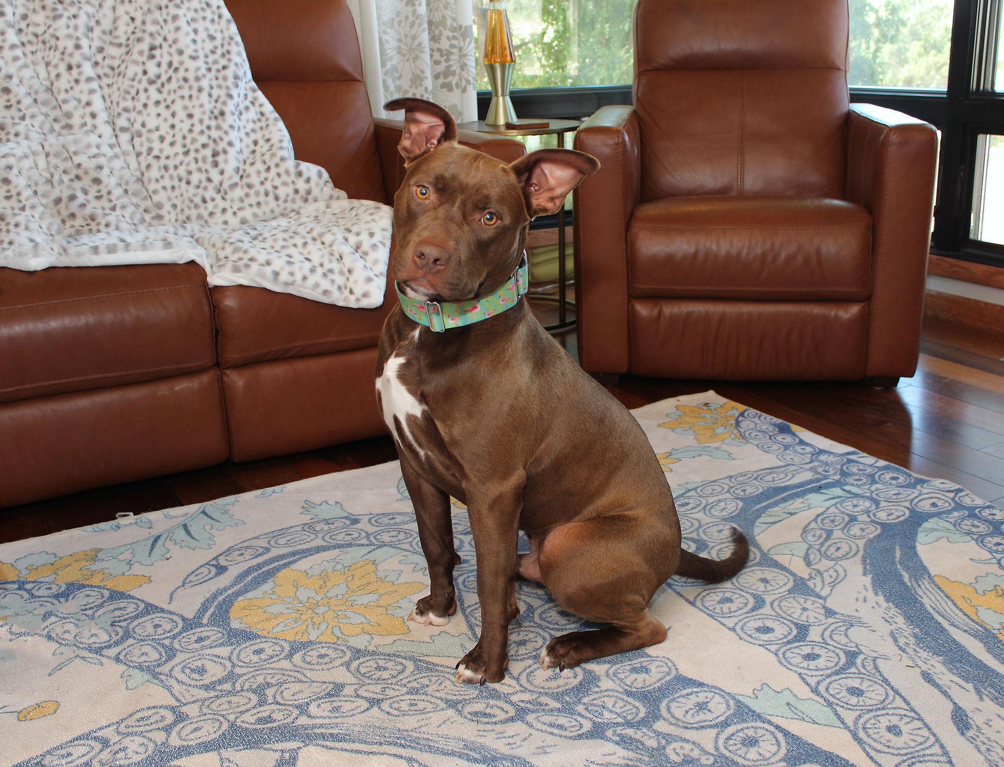 Zephyr, an adoptable Terrier in Sioux Falls, SD, 57101 | Photo Image 2