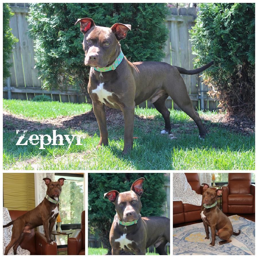 Zephyr, an adoptable Terrier in Sioux Falls, SD, 57101 | Photo Image 1