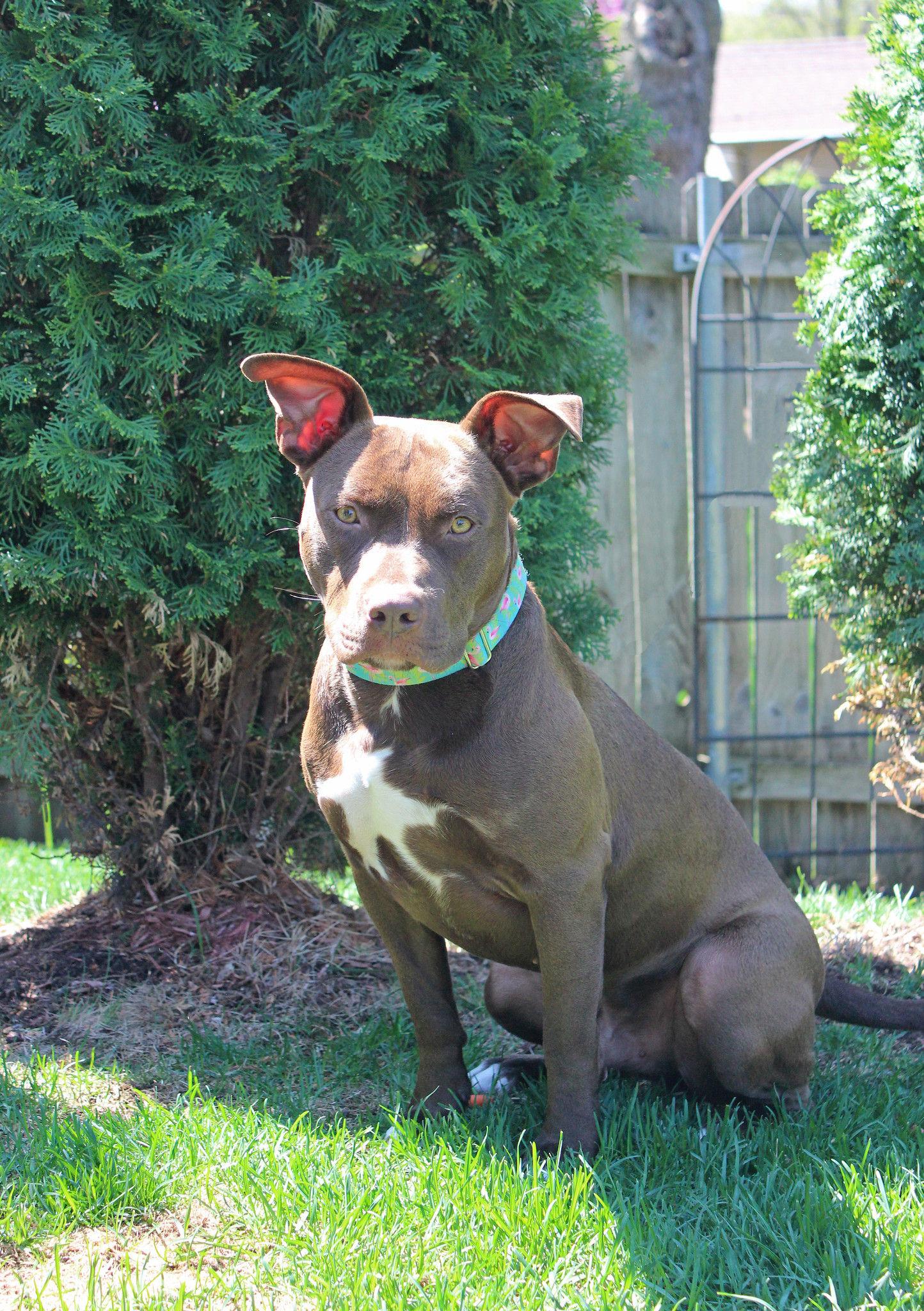 Zephyr, an adoptable Terrier in Sioux Falls, SD, 57101 | Photo Image 5