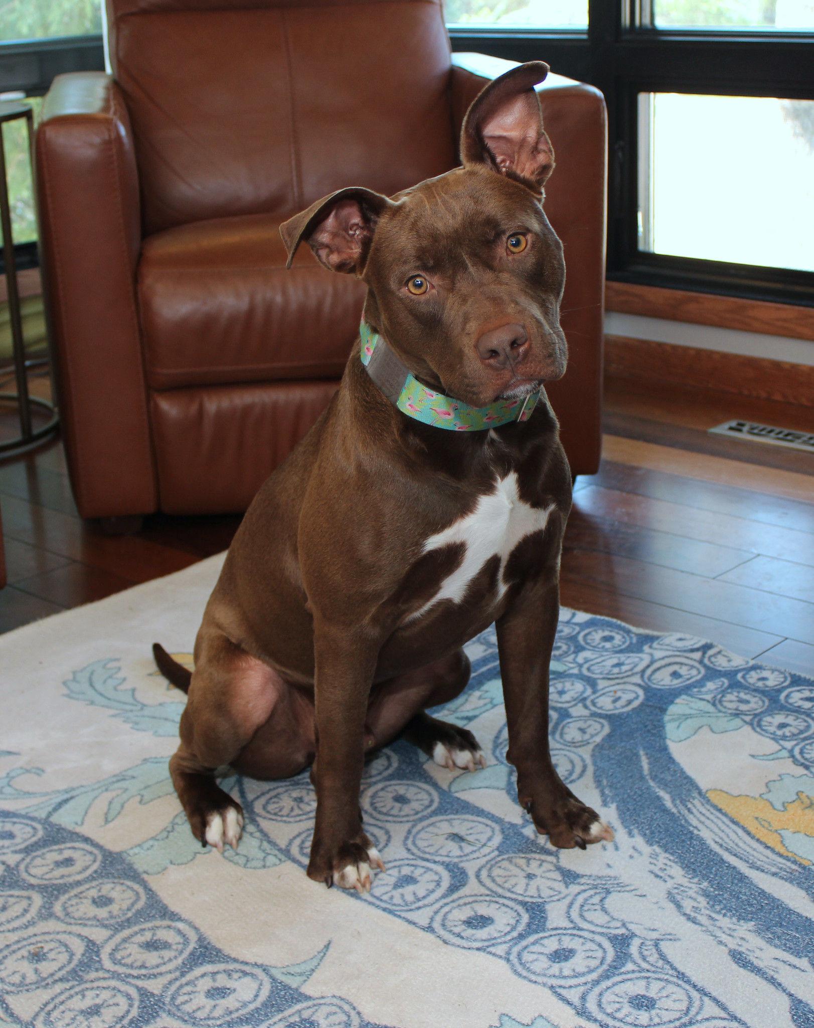 Zephyr, an adoptable Terrier in Sioux Falls, SD, 57101 | Photo Image 6