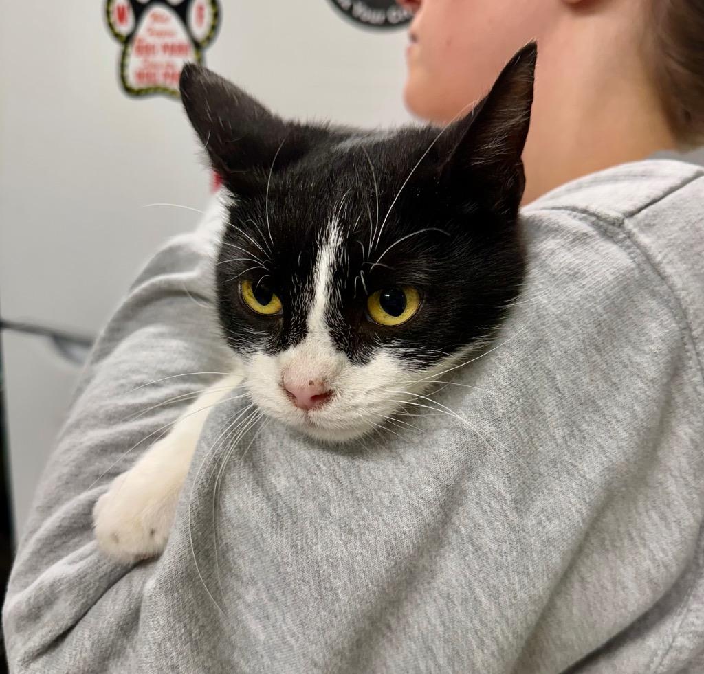 Mother Teresa, Adoptable, Young Female Domestic Short Hair.