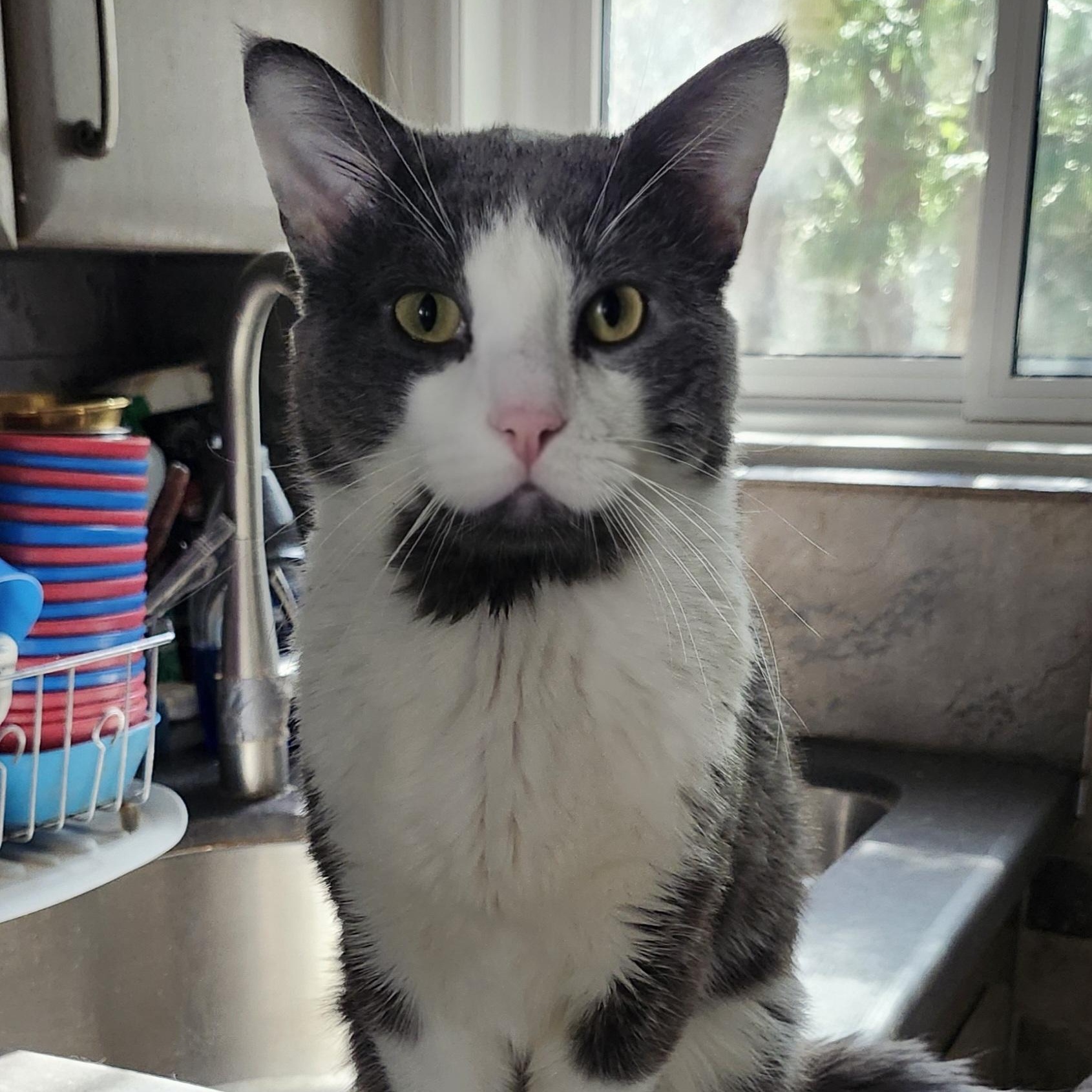 Cymric, ADOPTABLE, Young Male Domestic Short Hair & Tuxedo.