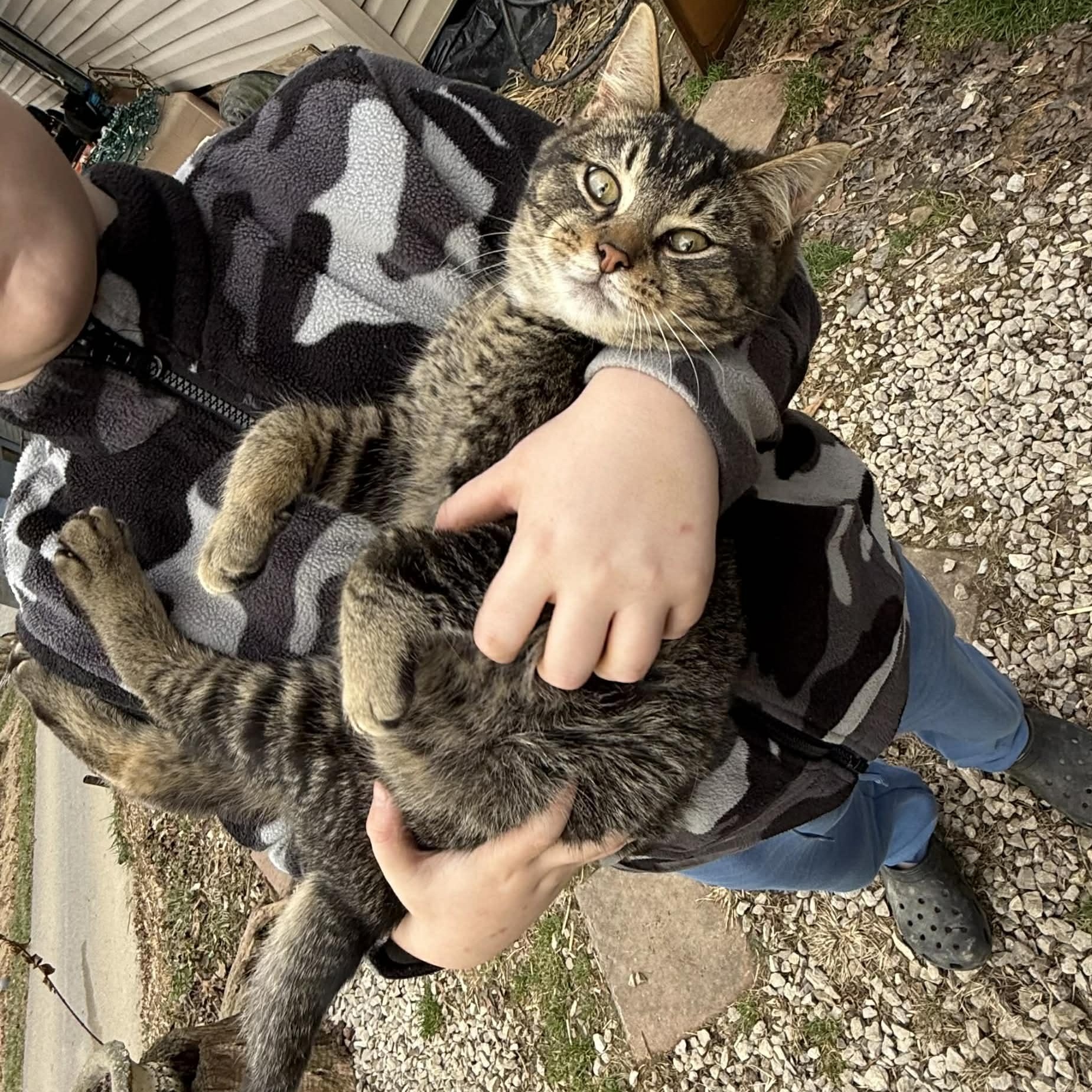 Enlarge Toby, a ADOPTABLE Domestic Short Hair in Inez, KY image 1/1