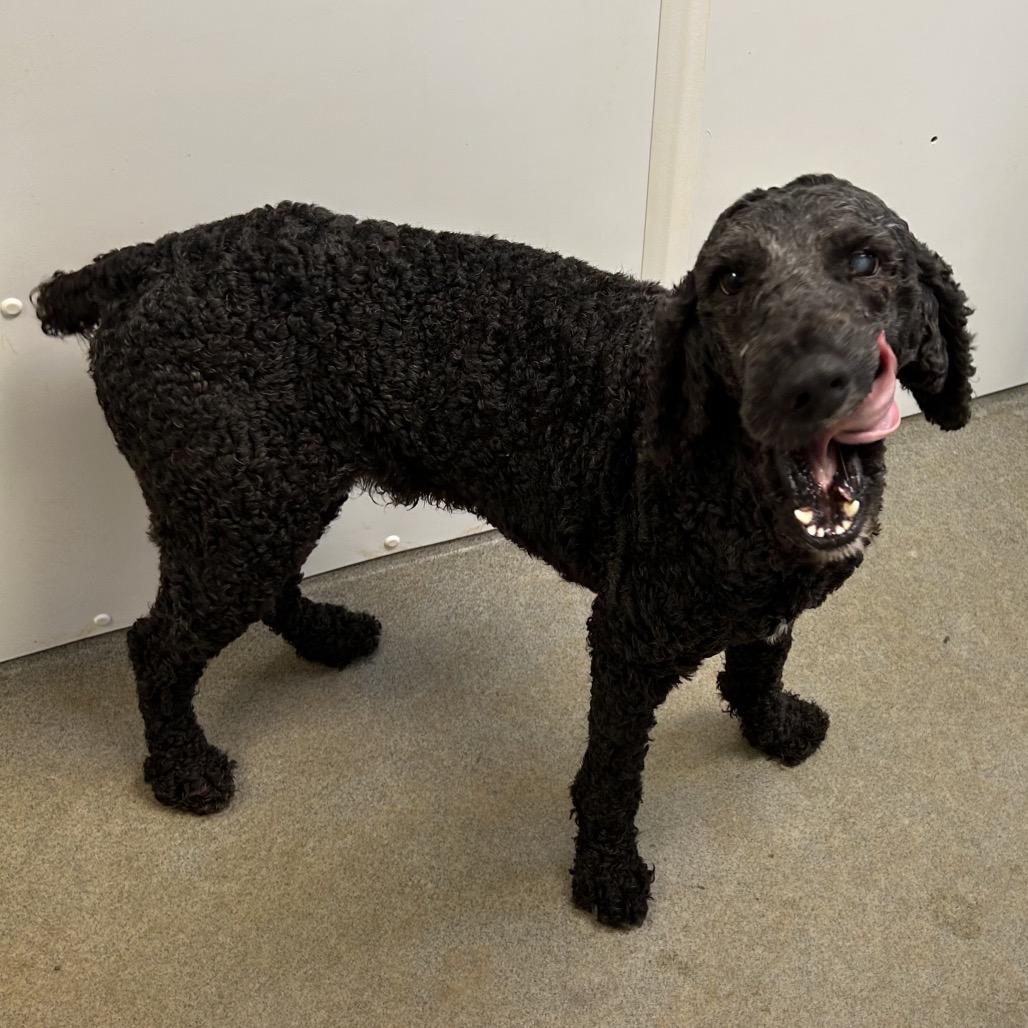 Rory, Adoptable, Adult Male Poodle.