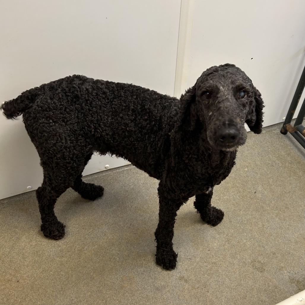 Enlarge Rory, a Adoptable Poodle in Rocky Mount, VA image 2/2