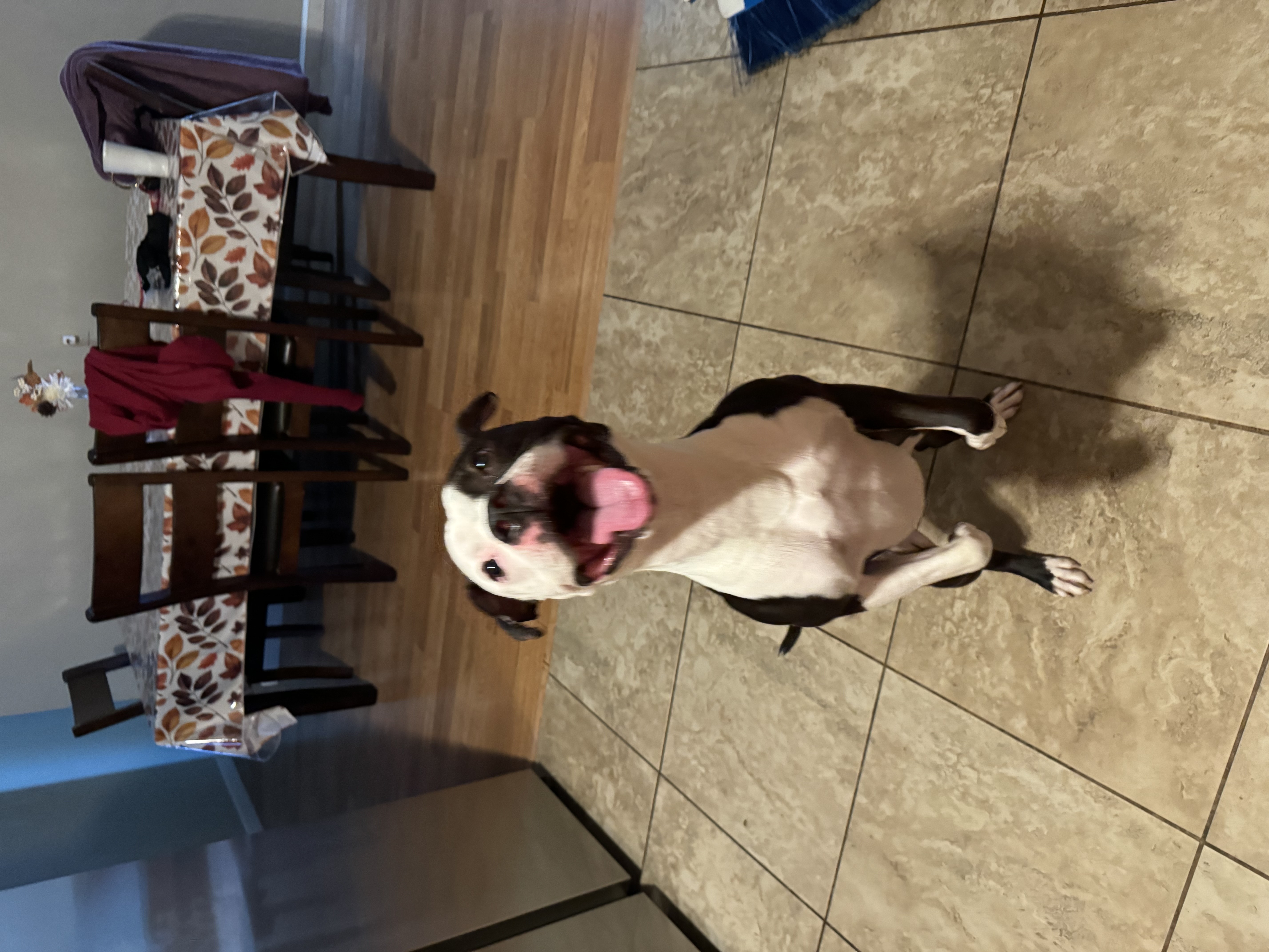 Frisco, a Adoptable Pit Bull Terrier in Fairfield, CA image 4/5