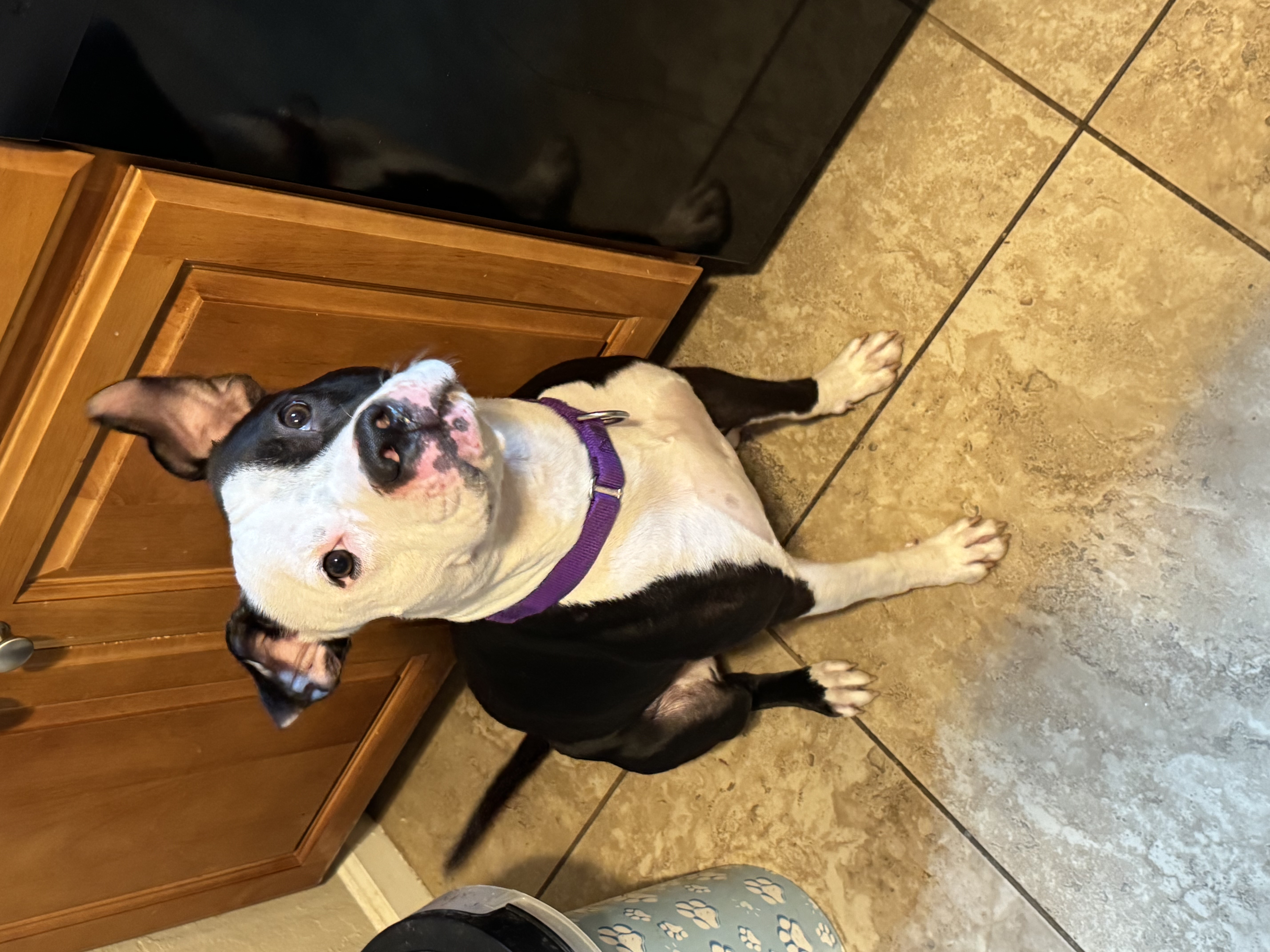 Frisco, a Adoptable Pit Bull Terrier in Fairfield, CA image 3/5