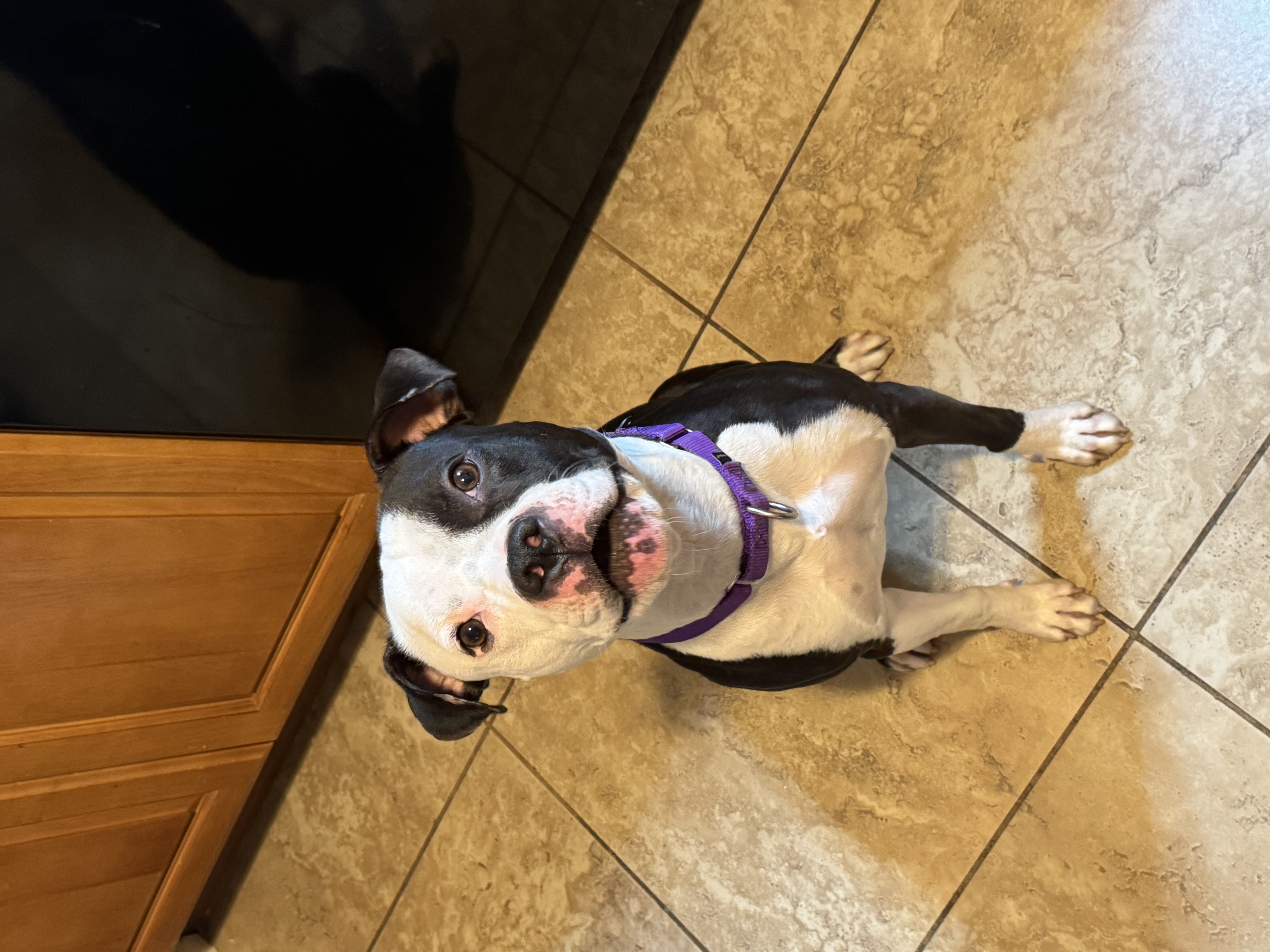 Frisco, a Adoptable Pit Bull Terrier in Fairfield, CA image 5/5