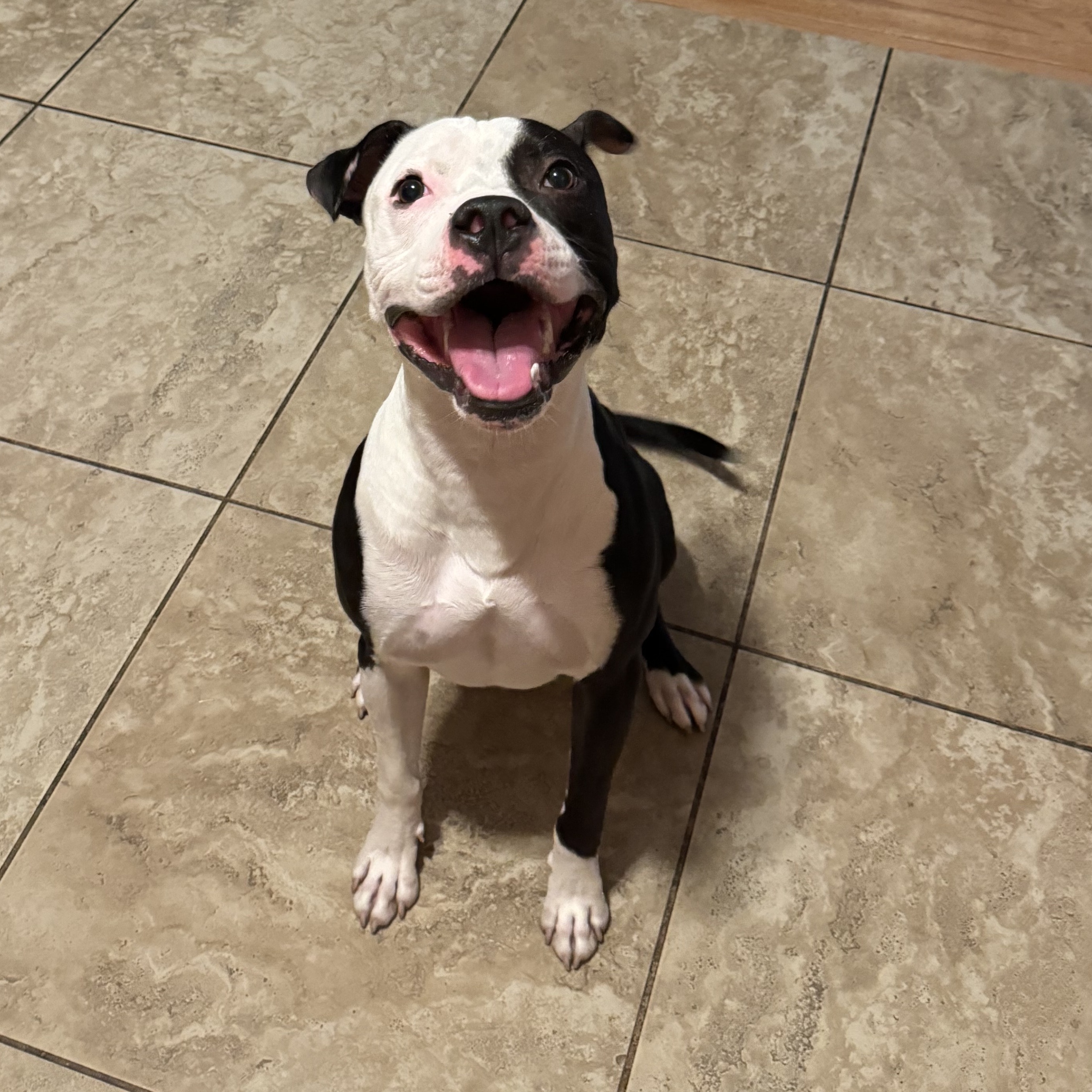 Frisco, a Adoptable Pit Bull Terrier in Fairfield, CA image 2/5