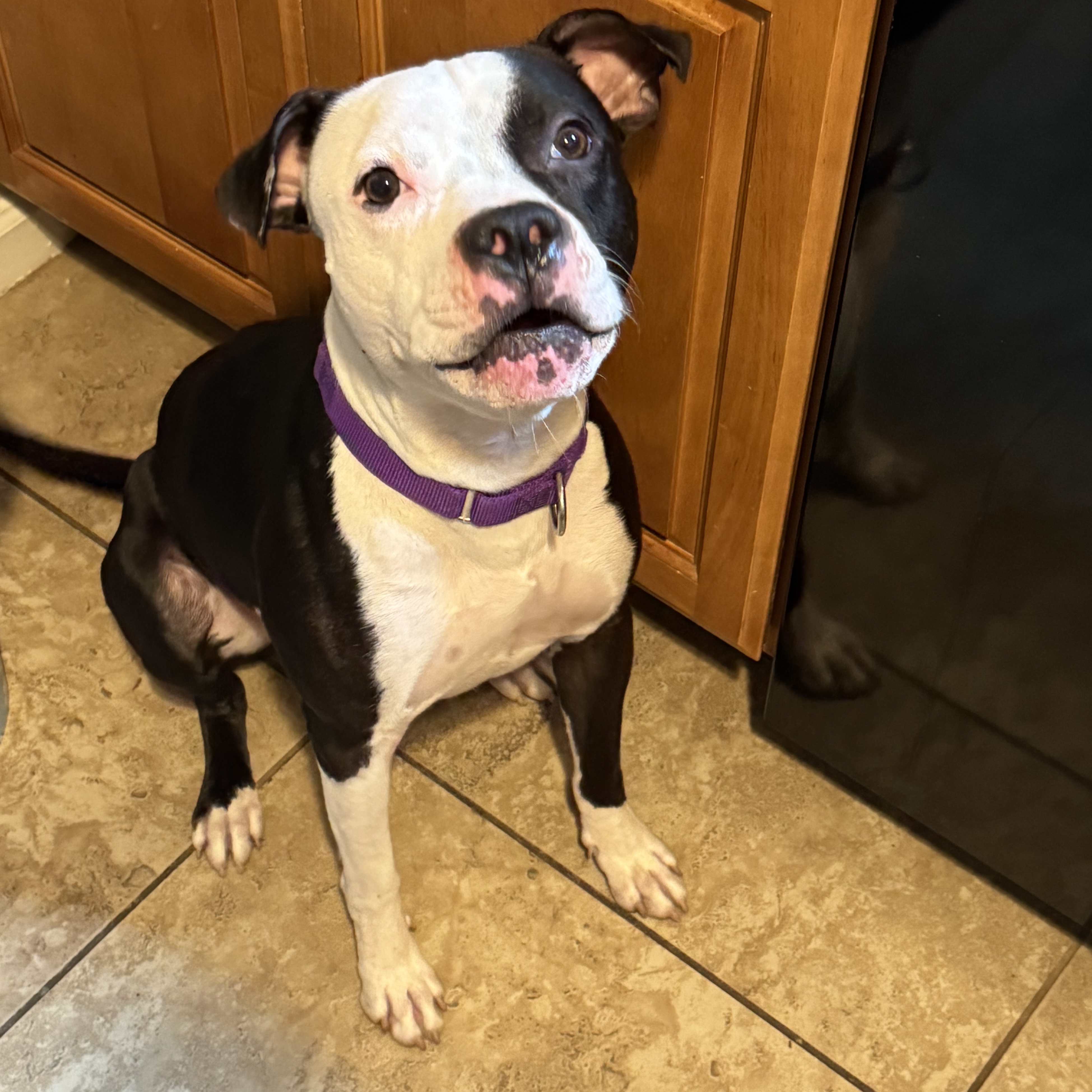 Frisco, a Adoptable Pit Bull Terrier in Fairfield, CA image 1/5