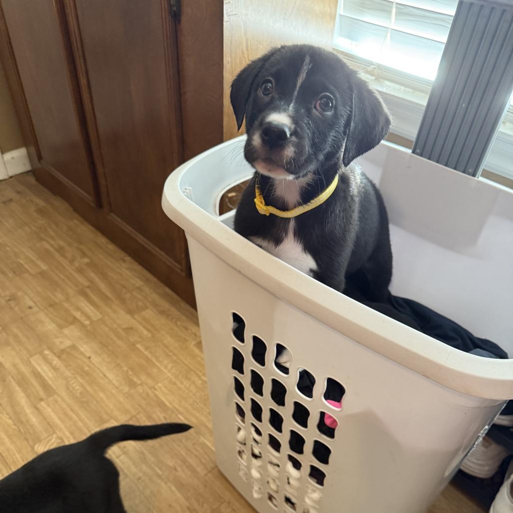 Selena Lou, Adoptable, Puppy Female Labrador Retriever & Mixed Breed.