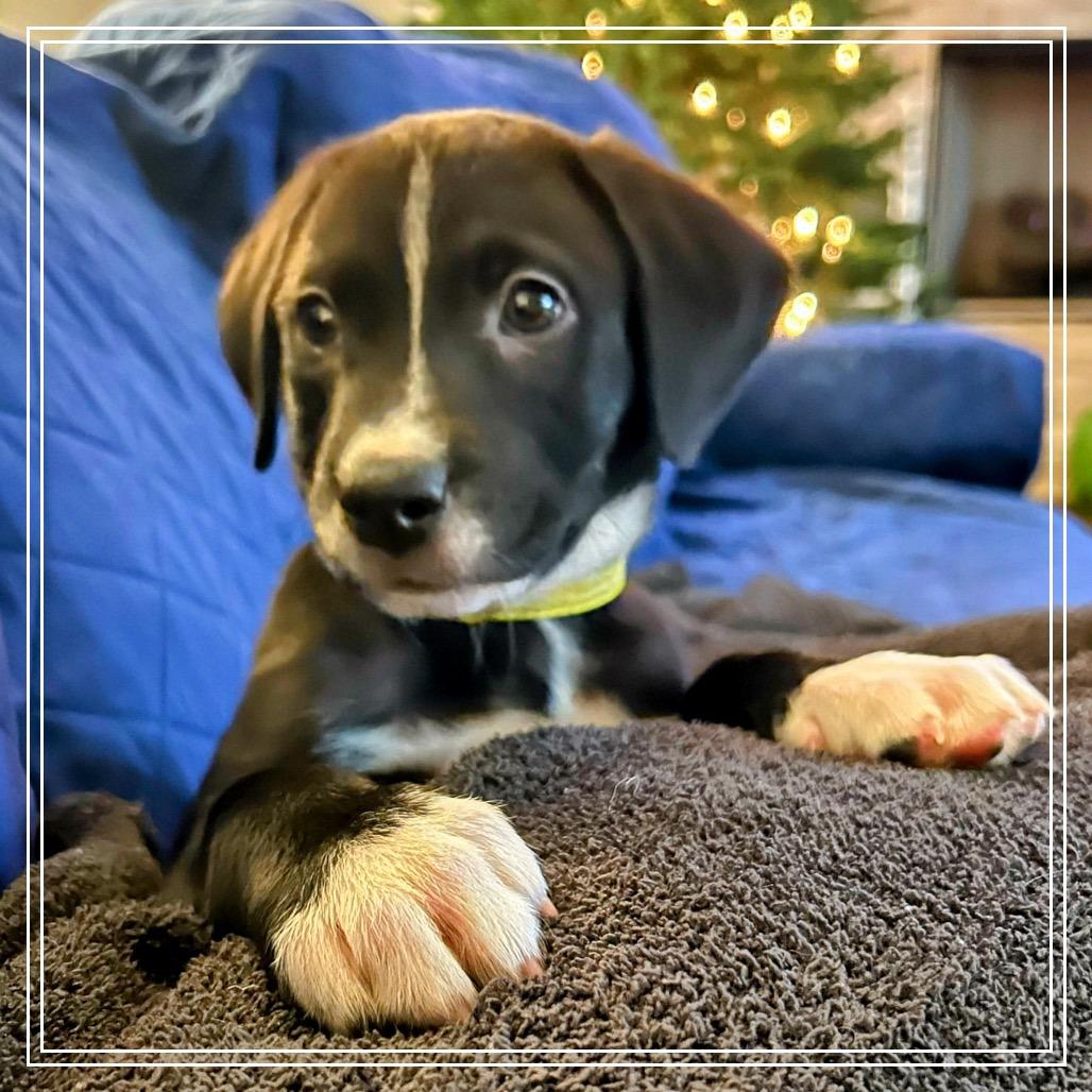 Selena Lou, a Adoptable mixed breed in Little Rock, AR image 2/6