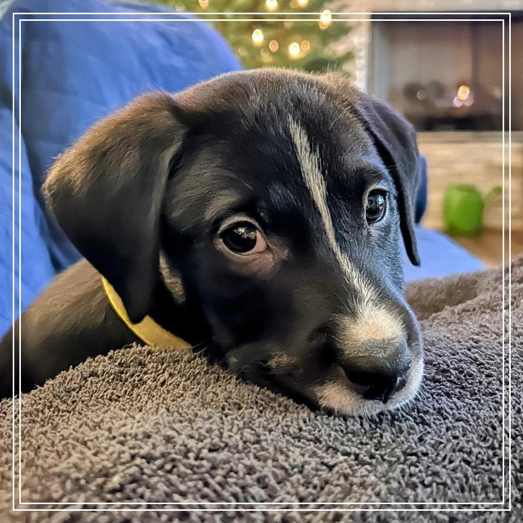 Selena Lou, a Adoptable mixed breed in Little Rock, AR image 3/6