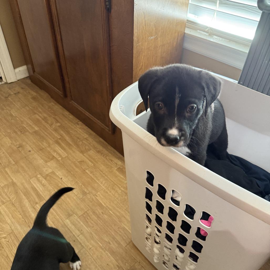 Selena Lou, a Adoptable mixed breed in Little Rock, AR image 4/6