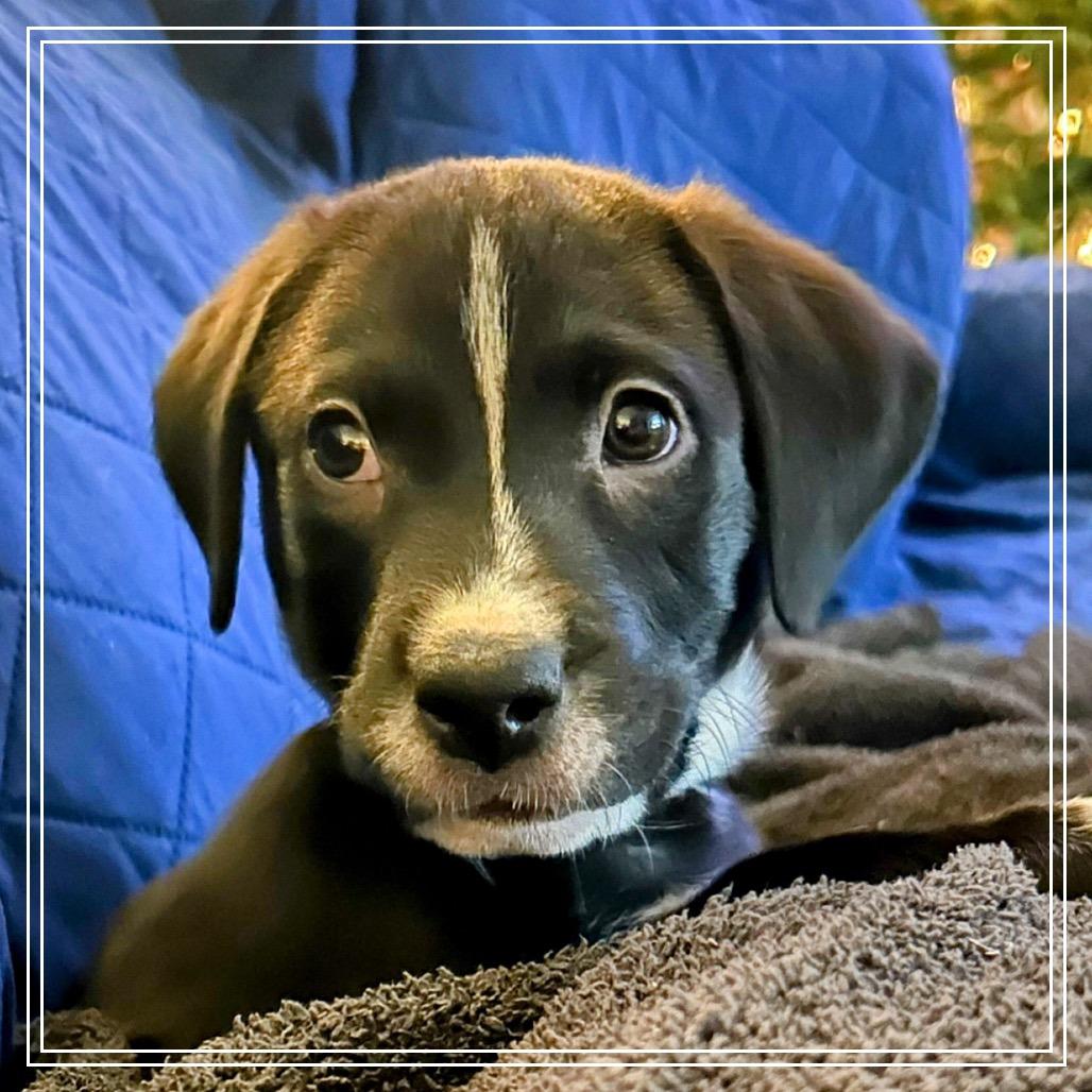 Selena Lou, a Adoptable mixed breed in Little Rock, AR image 5/6