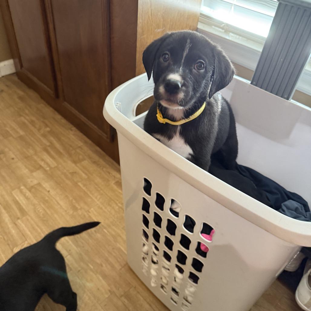 Selena Lou, a Adoptable mixed breed in Little Rock, AR image 6/6