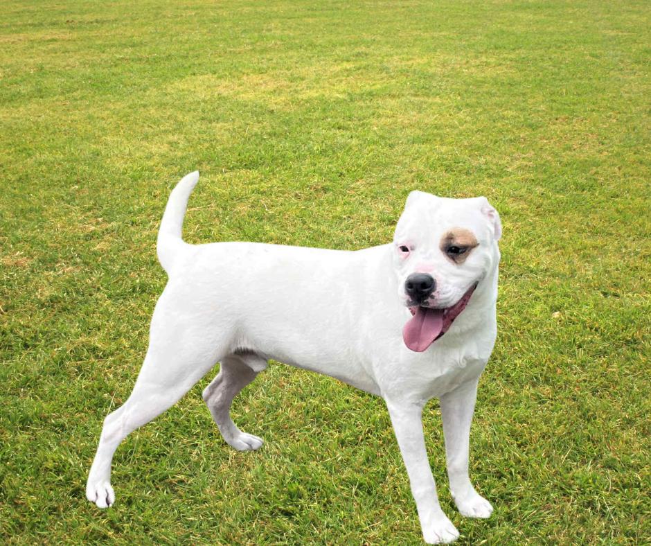 Elmer, Adoptable, Adult Male American Bulldog.