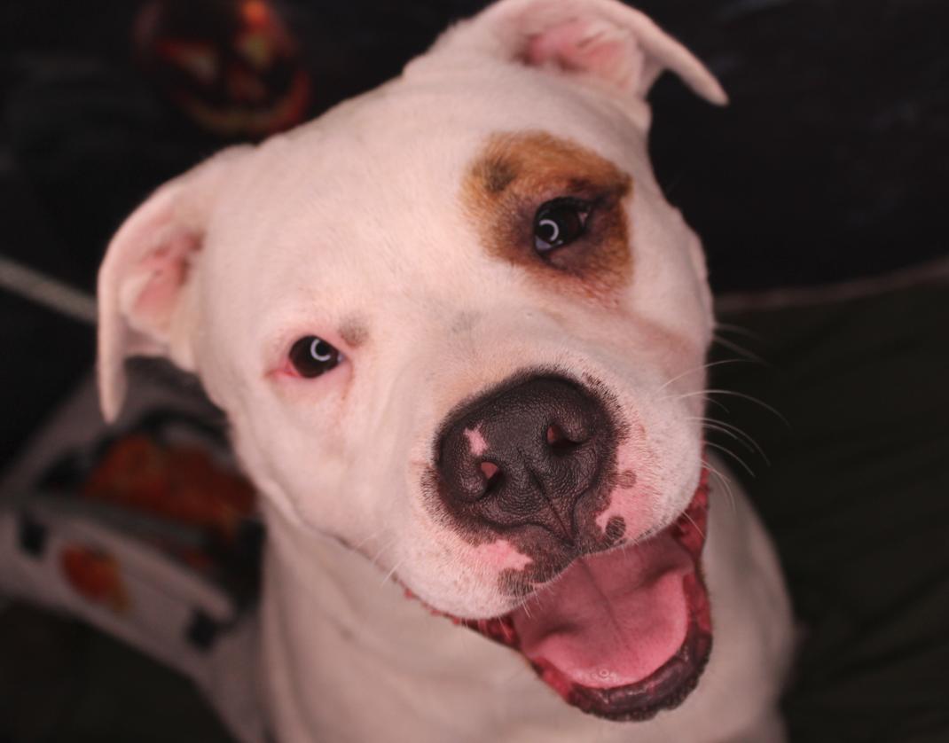 Elmer, a Adoptable American Bulldog in Chatsworth, GA image 2/3