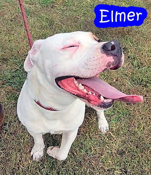 Elmer, a Adoptable American Bulldog in Chatsworth, GA image 3/3