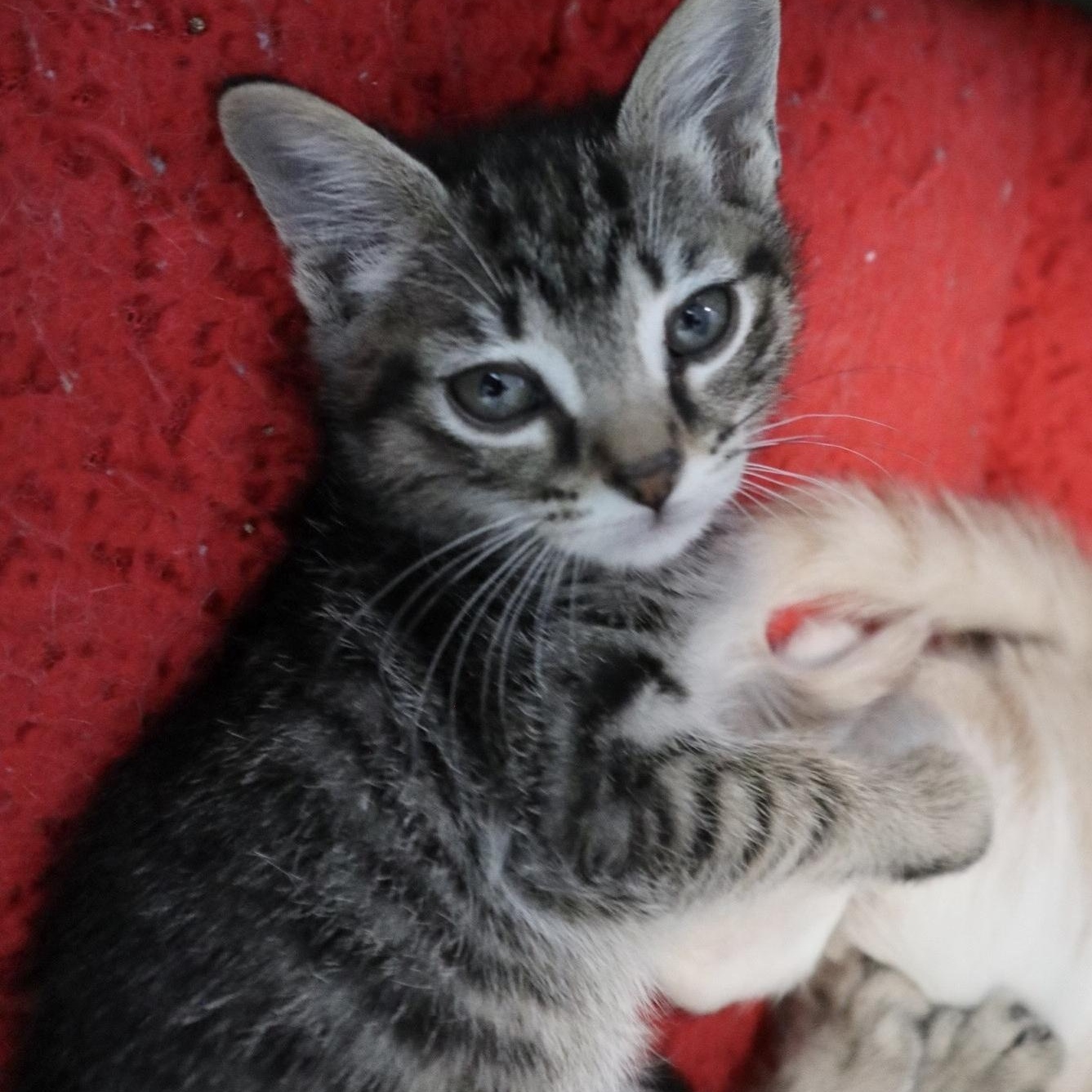 Enlarge Smurfette, an adopted Domestic Short Hair in West Greenwich, RI image 2/5