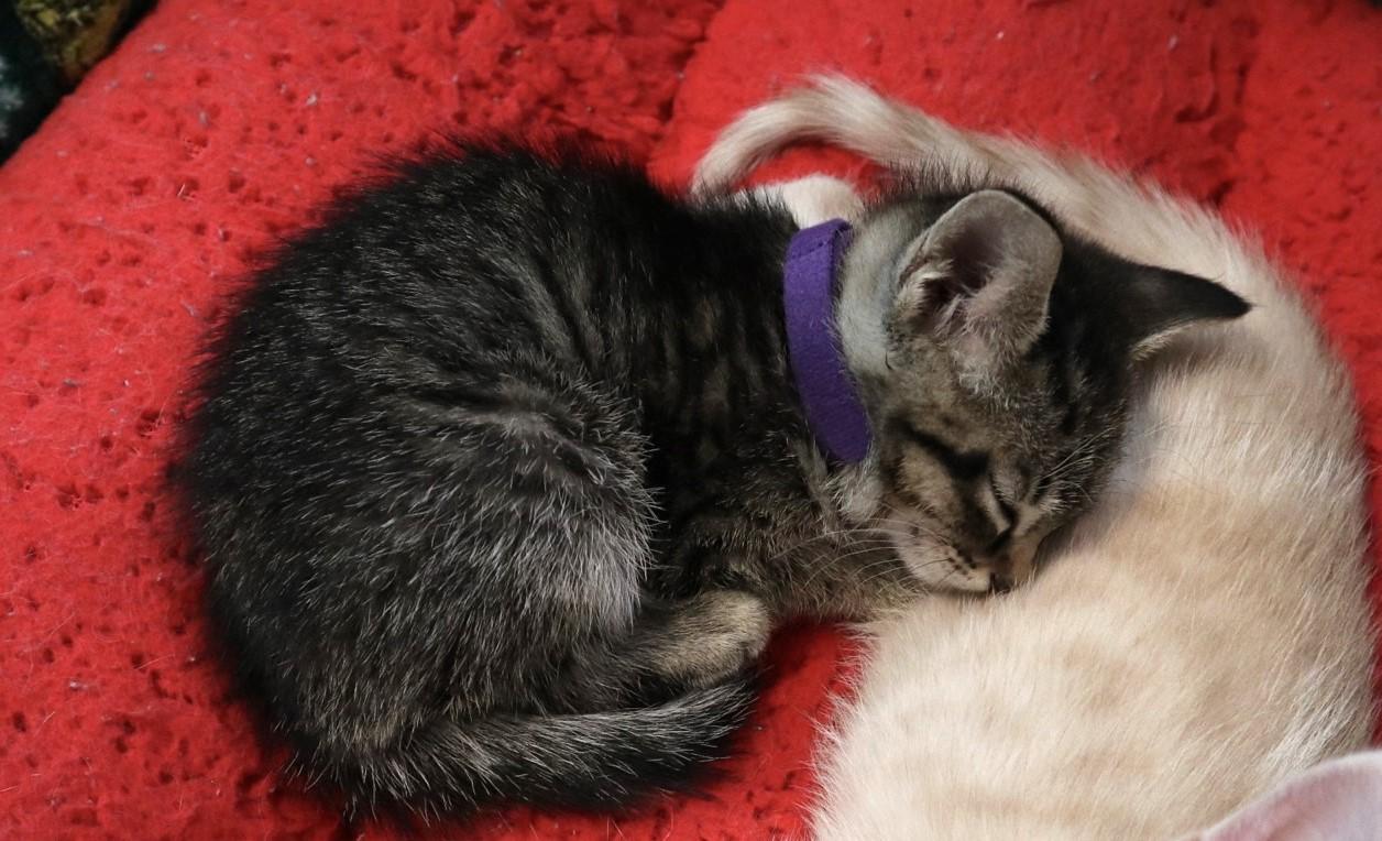 Enlarge Smurfette, an adopted Domestic Short Hair in West Greenwich, RI image 3/5