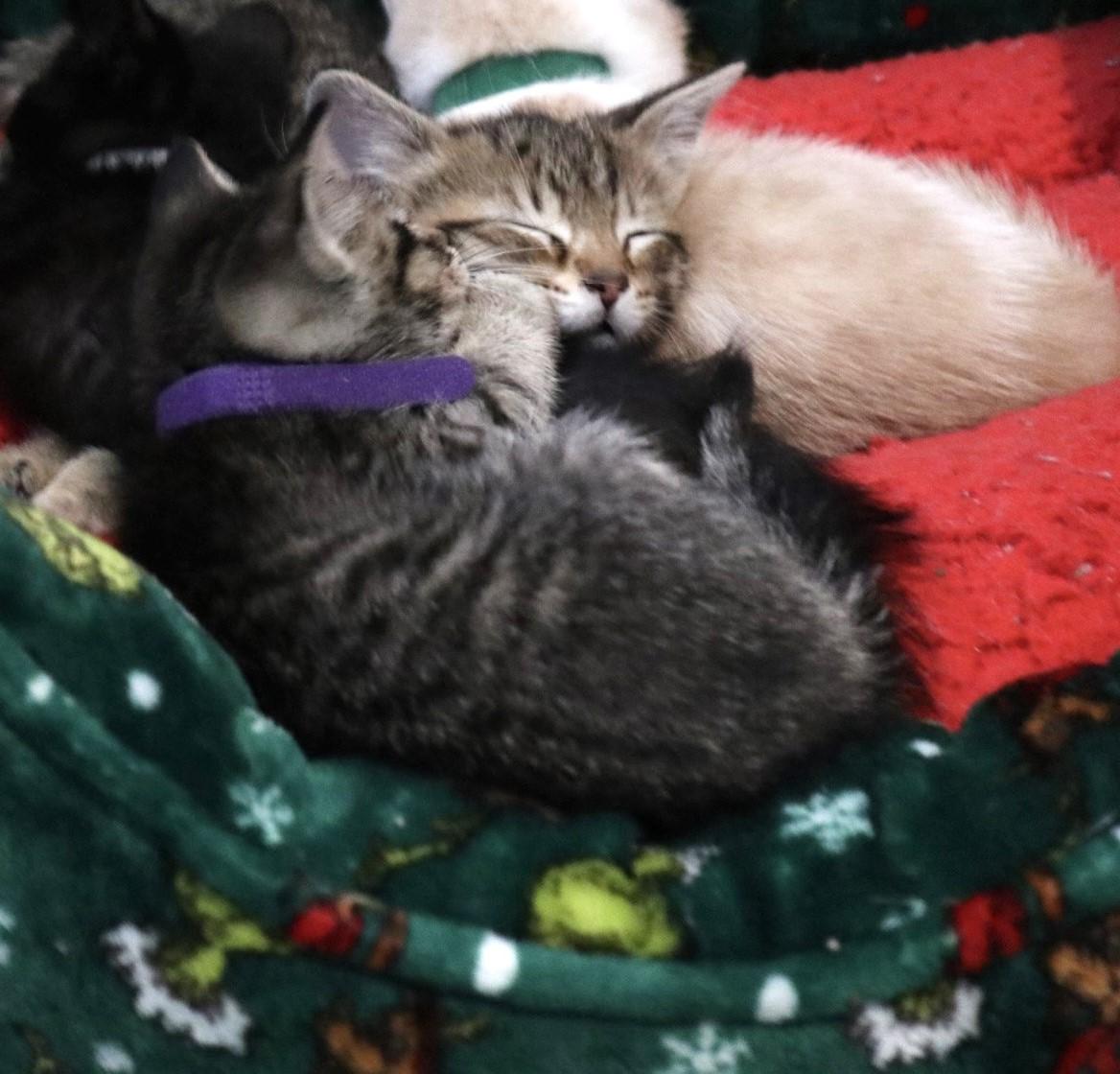 Enlarge Smurfette, an adopted Domestic Short Hair in West Greenwich, RI image 4/5