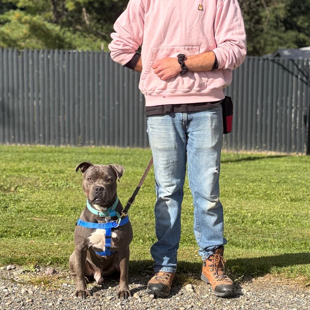 Enlarge Gobster, a Adoptable Mixed Breed in Bangall, NY image 1/6