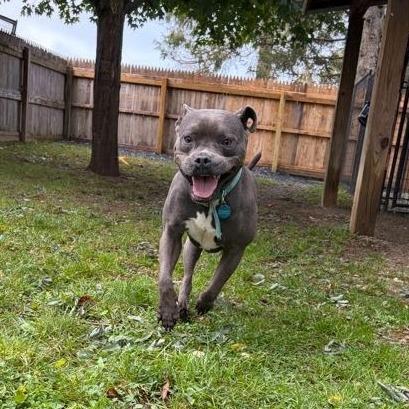 Enlarge Gobster, a Adoptable Mixed Breed in Bangall, NY image 2/6