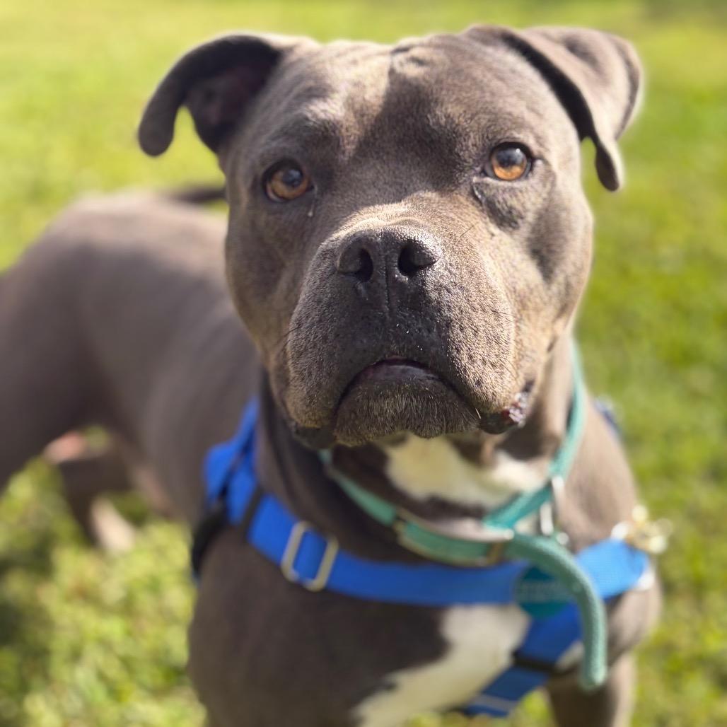 Enlarge Gobster, a Adoptable Mixed Breed in Bangall, NY image 3/6