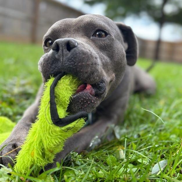 Enlarge Gobster, a Adoptable Mixed Breed in Bangall, NY image 4/6