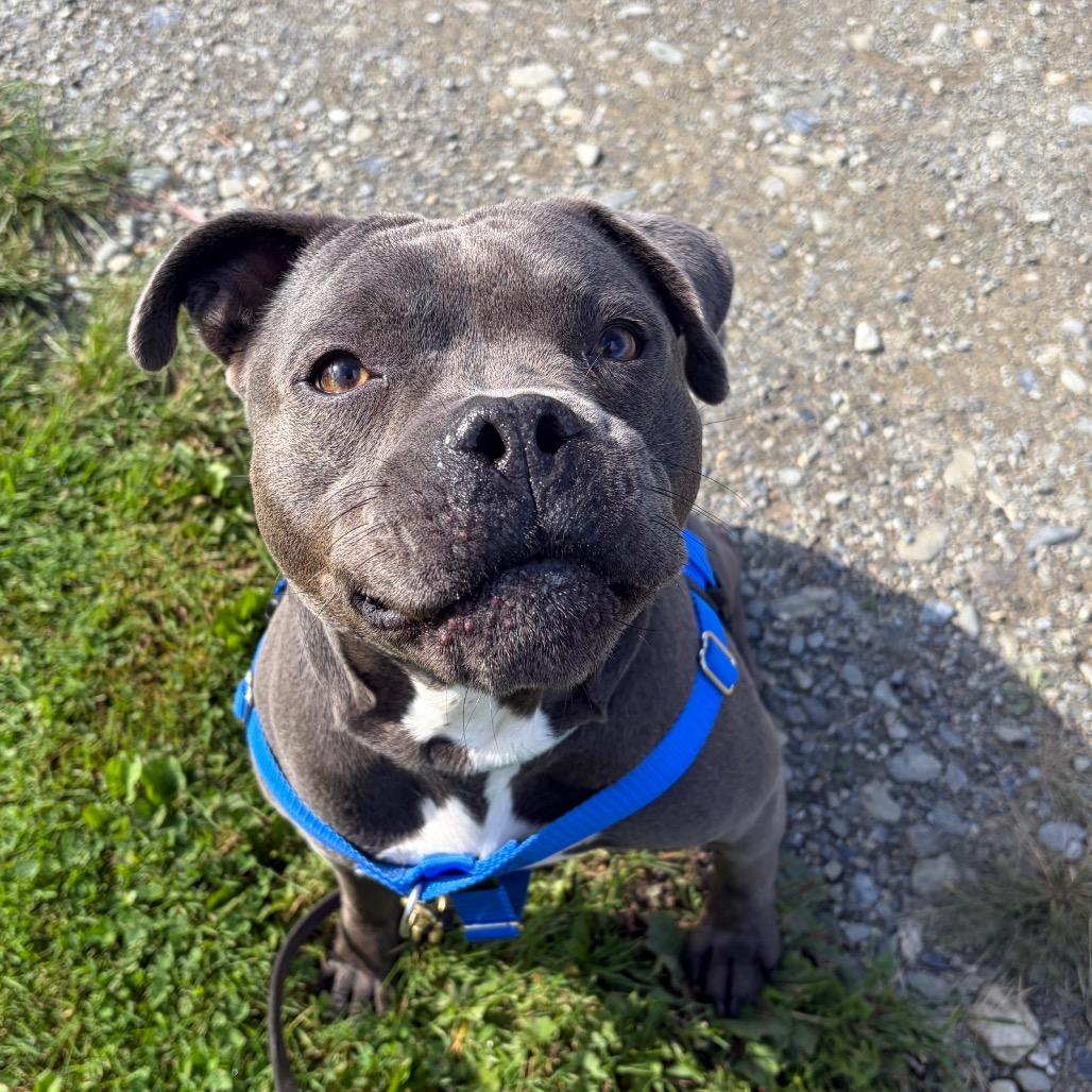 Enlarge Gobster, a Adoptable Mixed Breed in Bangall, NY image 5/6