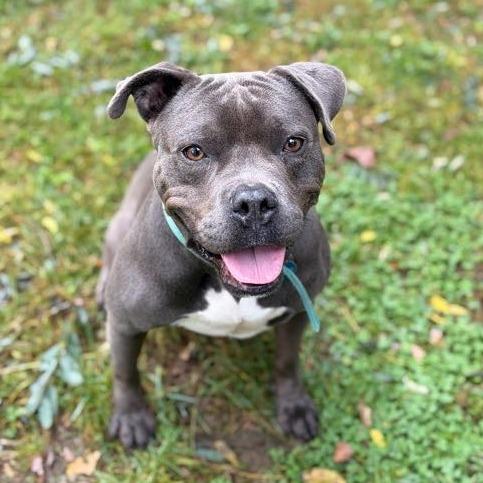 Enlarge Gobster, a Adoptable Mixed Breed in Bangall, NY image 6/6