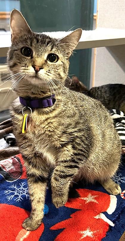 Char- BONDED TO DEMI, Adoptable, Adult Female Domestic Short Hair.