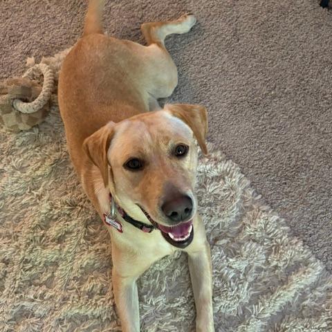 Yoko, Adoptable, Young Female Labrador Retriever.