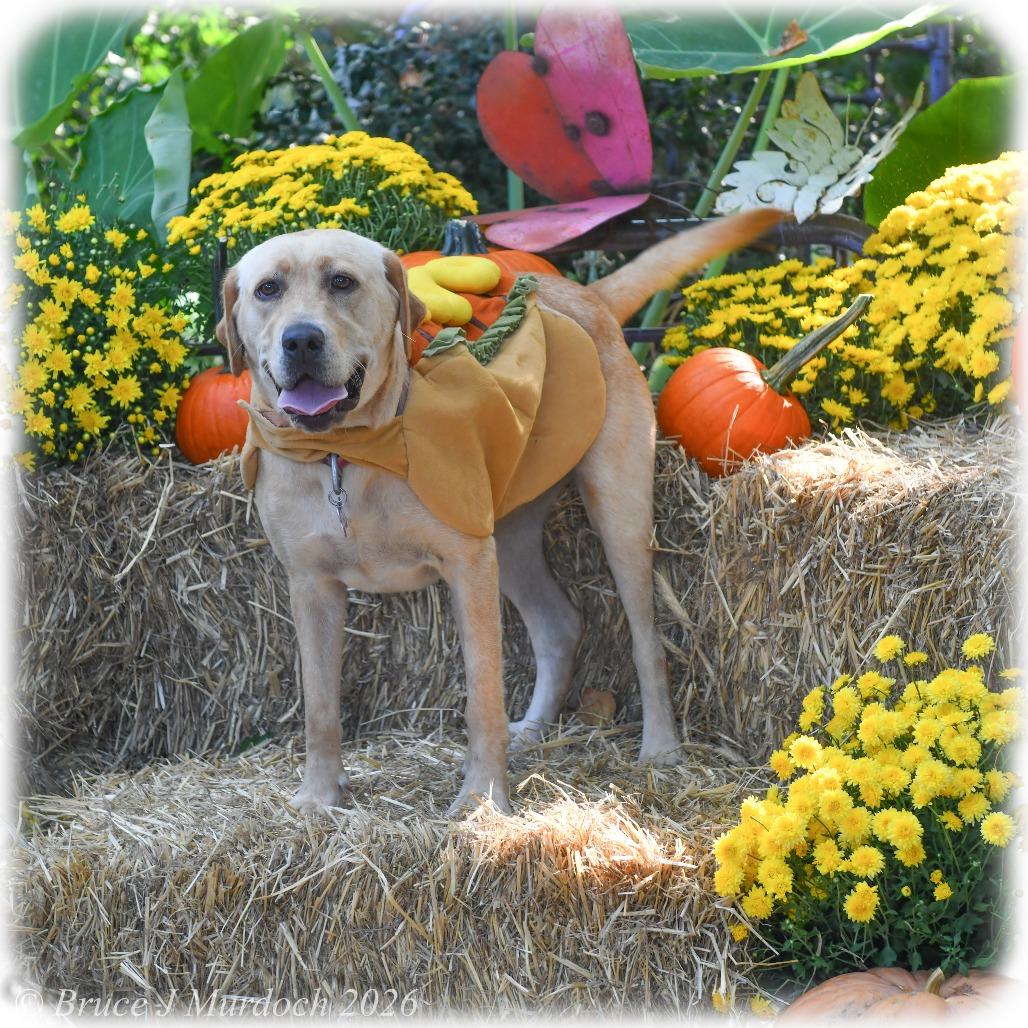 Enlarge Yoko, a Adoptable Labrador Retriever in Wake Forest, NC image 2/6