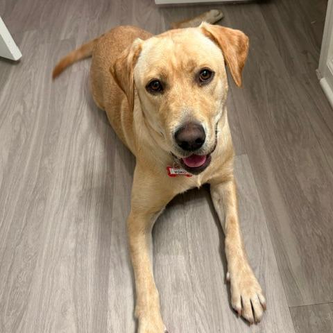 Enlarge Yoko, a Adoptable Labrador Retriever in Wake Forest, NC image 3/6