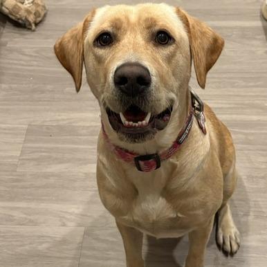 Enlarge Yoko, a Adoptable Labrador Retriever in Wake Forest, NC image 4/6