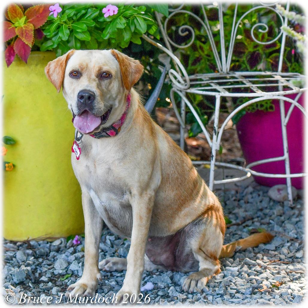 Enlarge Yoko, a Adoptable Labrador Retriever in Wake Forest, NC image 5/6