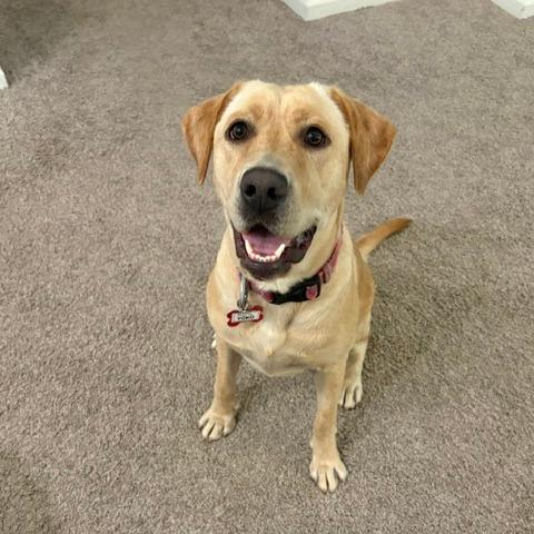 Enlarge Yoko, a Adoptable Labrador Retriever in Wake Forest, NC image 6/6